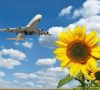 Flugzeug und Sonnenblume, Symbolbild