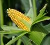 Syngenta-Übernahme: Monsanto erhöht Angebot