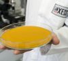 Quality control of yellow iron oxide pigments in the laboratory